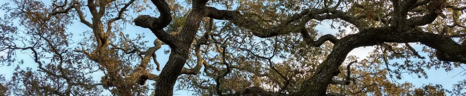 Auspicious Tree: Palo Alto, CA